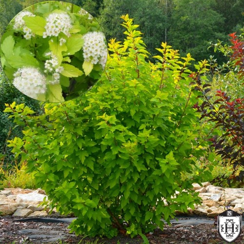 Physocarpus opulifolius 'Nugget' - Lodjapuulehine põisenelas 'Nugget' C5/5L